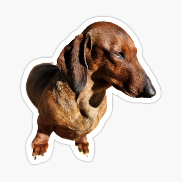 Item preview, Noble weiner dog designed and sold by AbsurdExotics.
