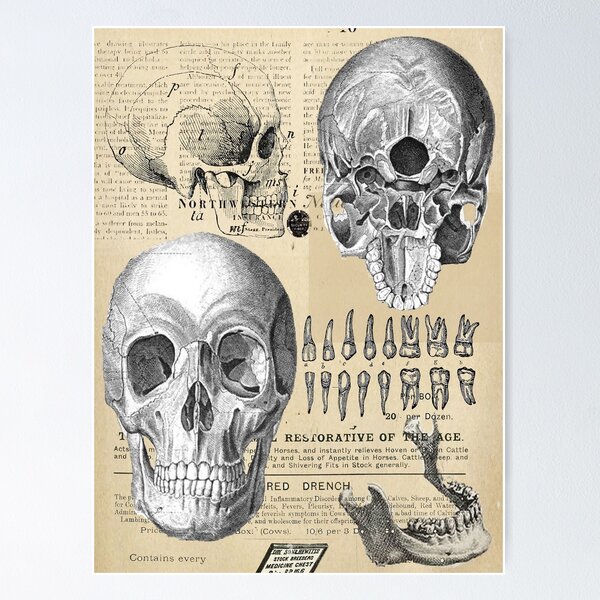 Artikel-Vorschau von Vintage-Anatomie-Poster, designt und verkauft von Nadiaking.