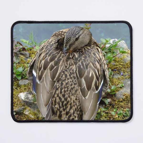 Item preview, Female Mallard designed and sold by pinkal.