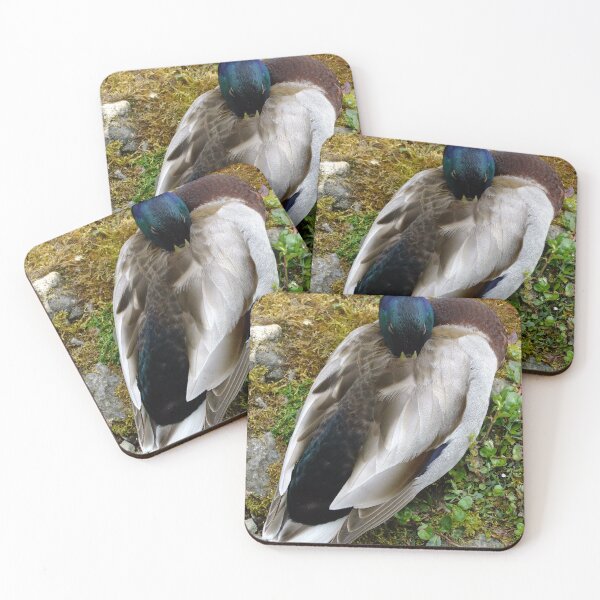 Item preview, Male Mallard designed and sold by pinkal.