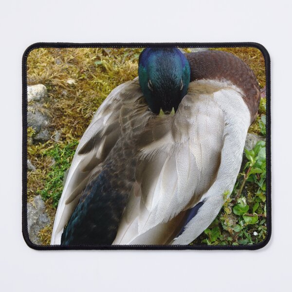 Item preview, Male Mallard designed and sold by pinkal.