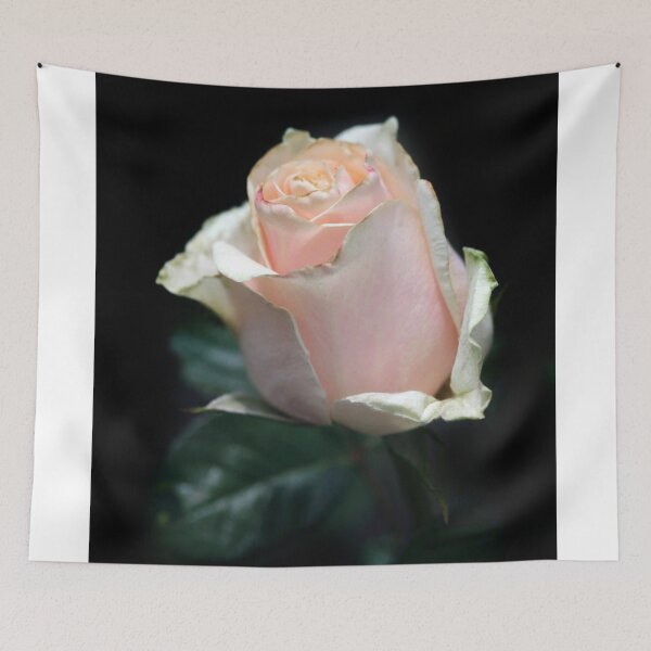 Item preview, Pink rose on black background designed and sold by olena2552.