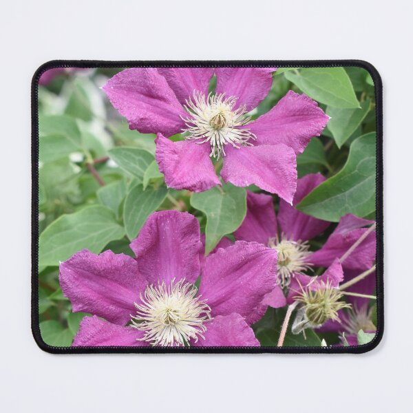 Item preview, Red-Violet Clematis designed and sold by Kathleen Brant.