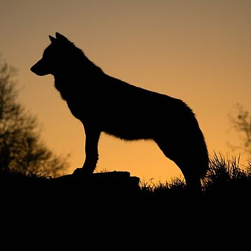 Artwork thumbnail, Sunset Wolf by Dave Currie