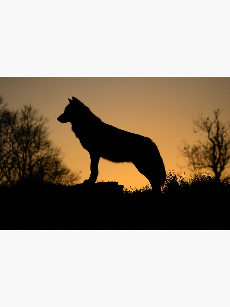 Thumbnail 3 of 3, Sticker, Sunset Wolf designed and sold by davecurrie.