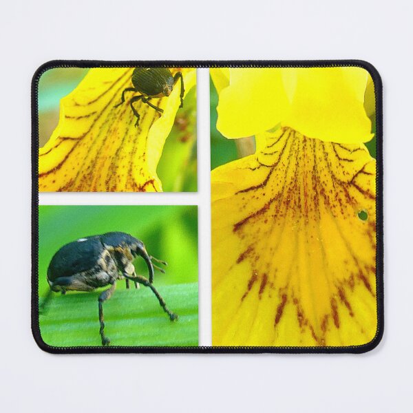 Item preview, Curculio glandium on yellow water lily  designed and sold by angel1.