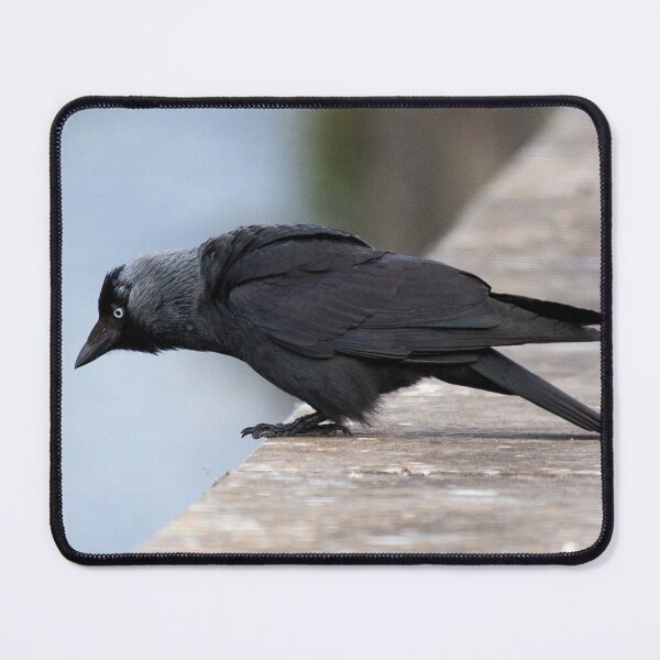 Item preview, Contemplative Jackdaw designed and sold by Dave Currie.