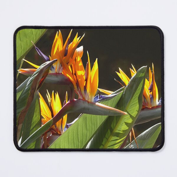 Item preview, Here be Dragons. designed and sold by Paul Pasco.