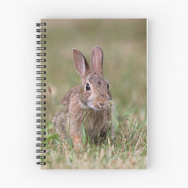 Item preview, Here comes little cottontail designed and sold by Linda Crockett.