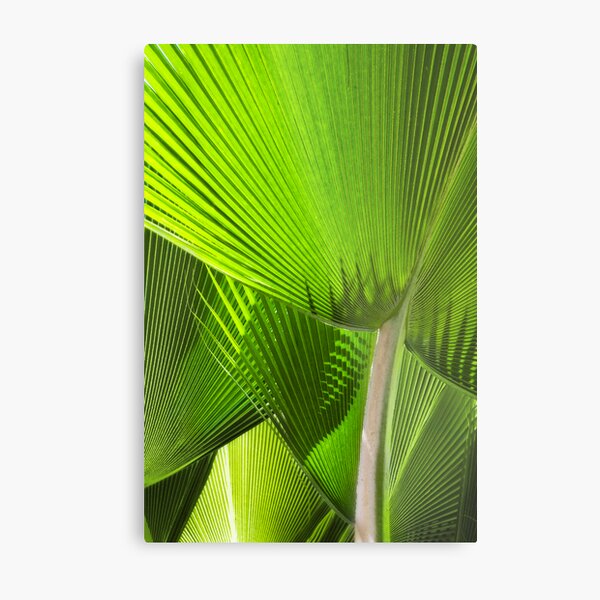 Palm fronds Metal Print