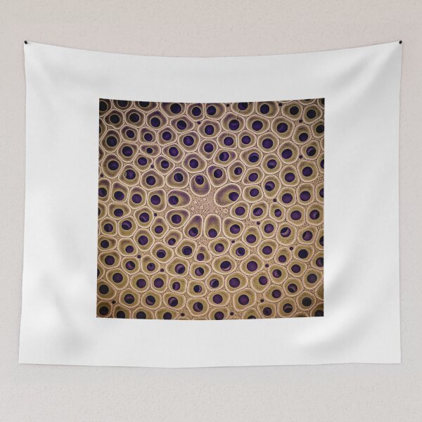 Item preview, Diatom - Coscinodiscus (external, gold) Long designed and sold by braden-galina.