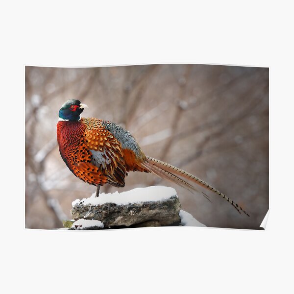 Ring-Necked Pheasant Poster