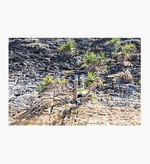 beach landscape Photographic Print