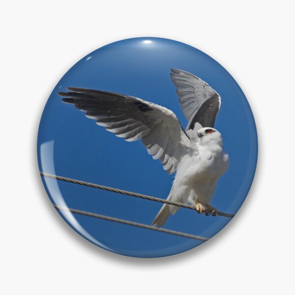 Item preview, Black-shouldered Kite Prelaunch designed and sold by RussJenkins.