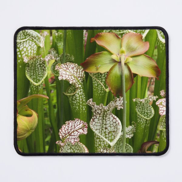 Item preview, Hooded Pitcher Plant designed and sold by Hoxypox.