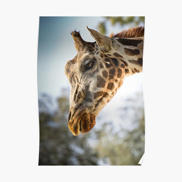 Pet Poster