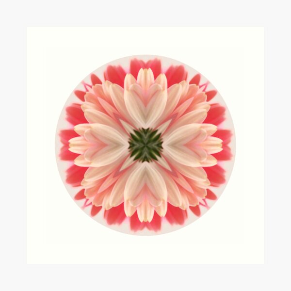 Pink Gerbera Mandala Art Print