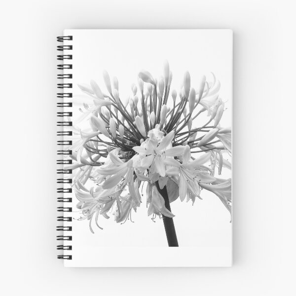 Item preview, Flor de Agapanthus designed and sold by DPalmer.