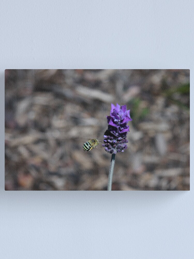 Alternate view of Blue banded bee Canvas Print
