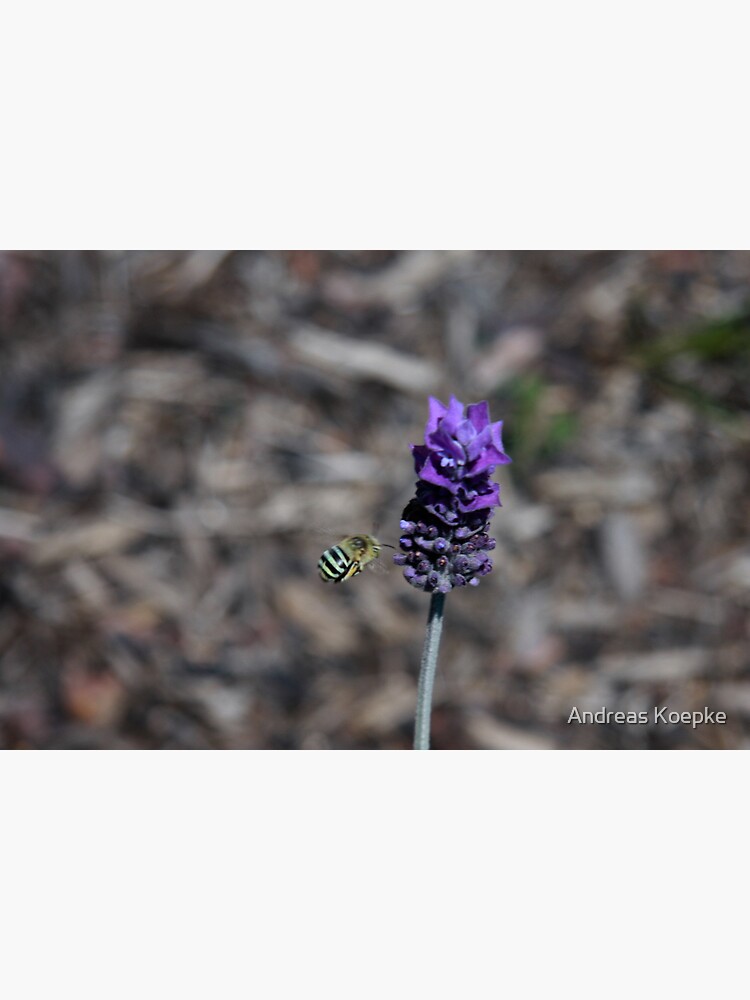 Thumbnail 3 of 3, Art Print, Blue banded bee designed and sold by Andreas Koepke.