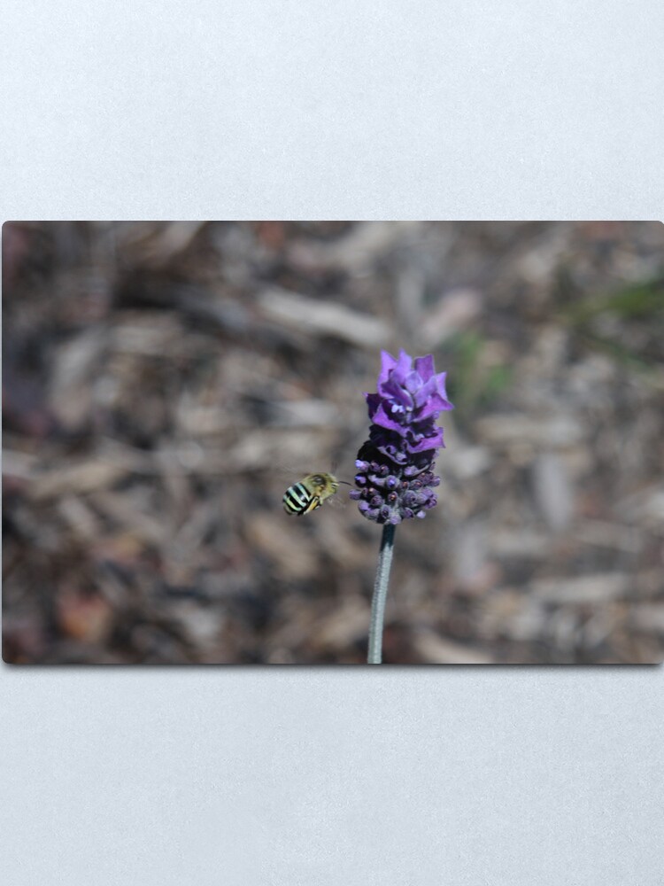 Alternate view of Blue banded bee Metal Print