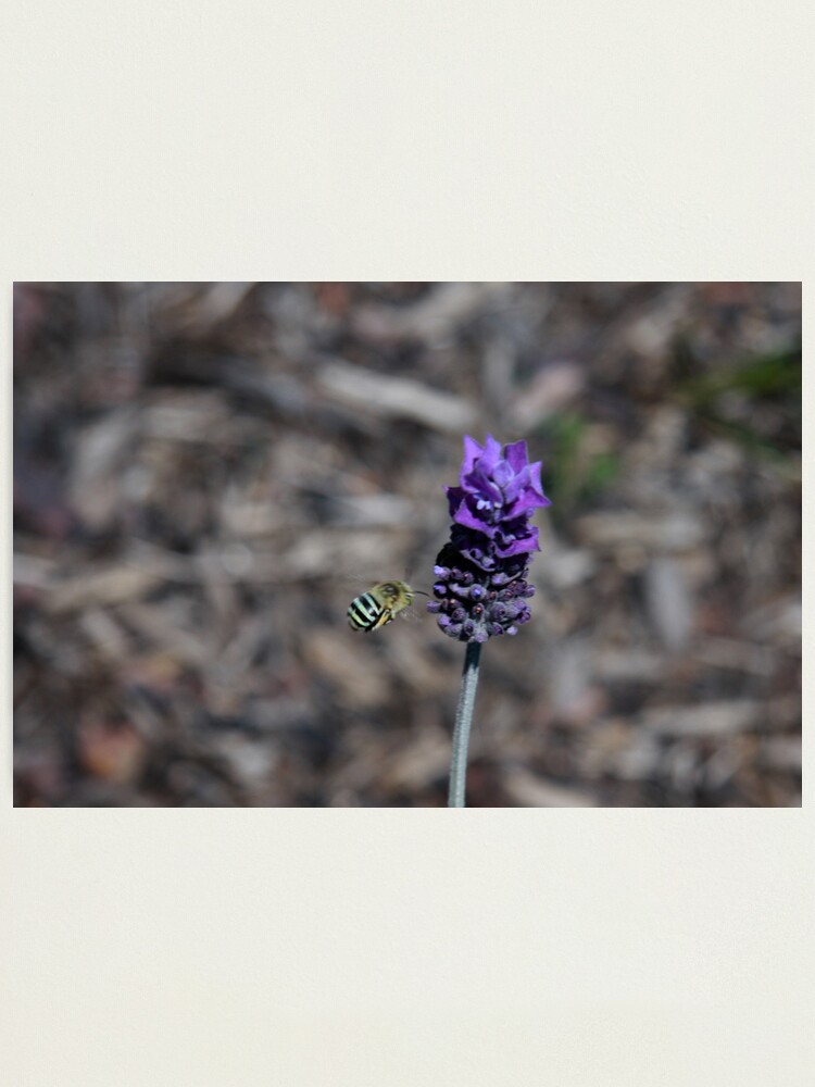 Photographic Print, Blue banded bee designed and sold by Andreas Koepke