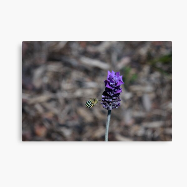 Blue banded bee Canvas Print
