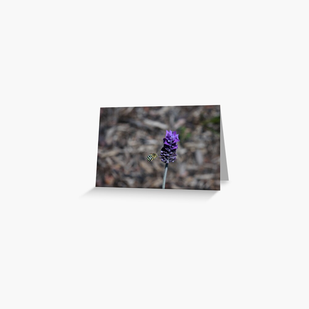 Blue banded bee Greeting Card