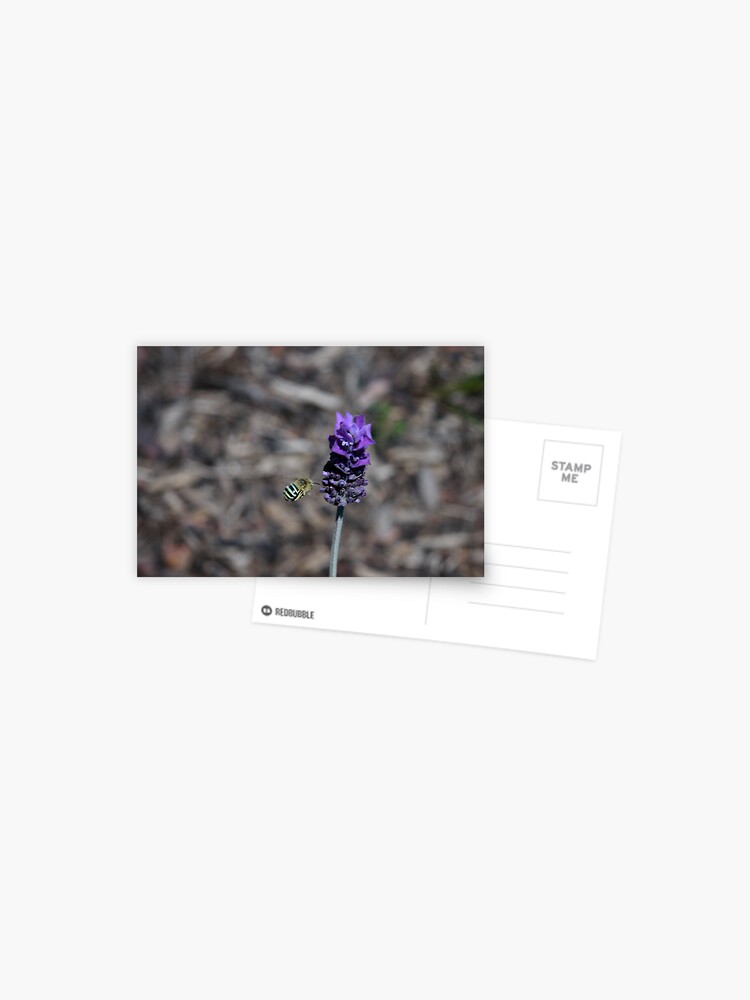 Thumbnail 1 of 2, Postcard, Blue banded bee designed and sold by mistered.