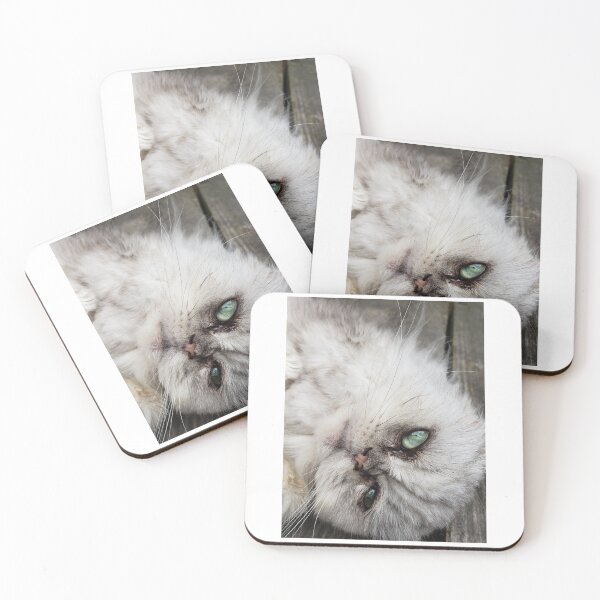 Item preview, Gorgeous Chinchilla Persian Cat with Green Yellow Eyes - Original Photography designed and sold by JulienneJc.