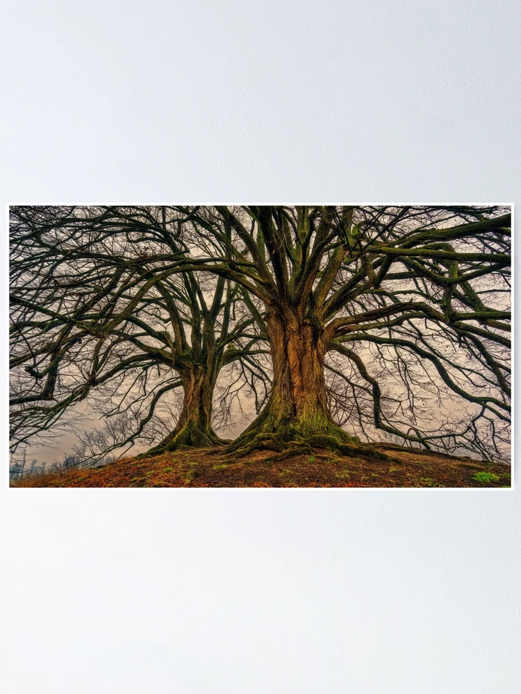 Thumbnail 1 of 3, Poster, Tree designed and sold by friendlychimp.