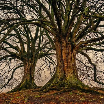 Artwork thumbnail, Tree by friendlychimp
