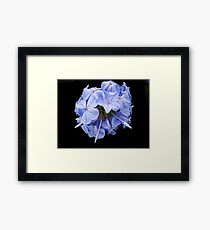 Blue crown Framed Print