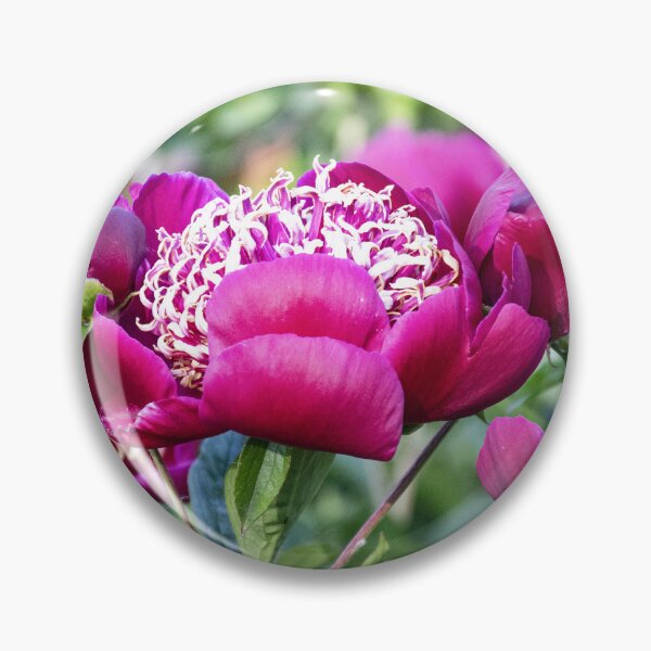 Item preview, Beautiful Deep Magenta Peonies in Late May designed and sold by SeaChangeDesign.