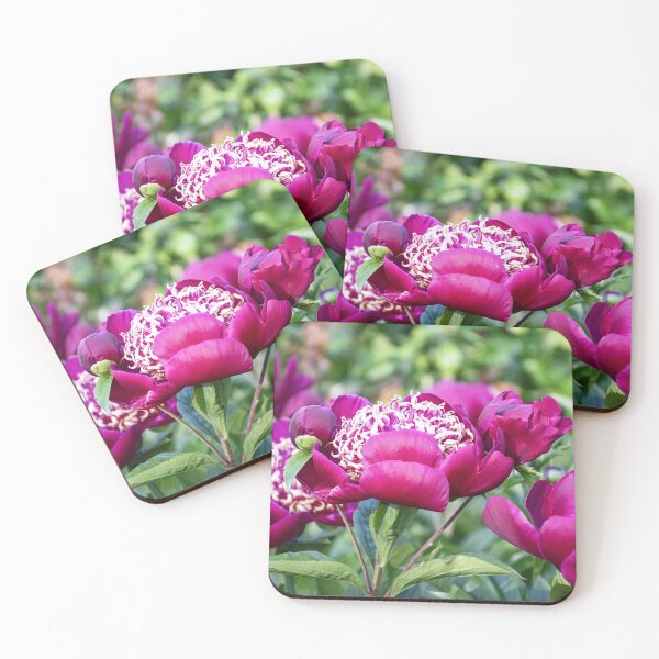 Item preview, Beautiful Deep Magenta Peonies in Late May designed and sold by SeaChangeDesign.