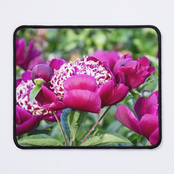 Item preview, Beautiful Deep Magenta Peonies in Late May designed and sold by SeaChangeDesign.