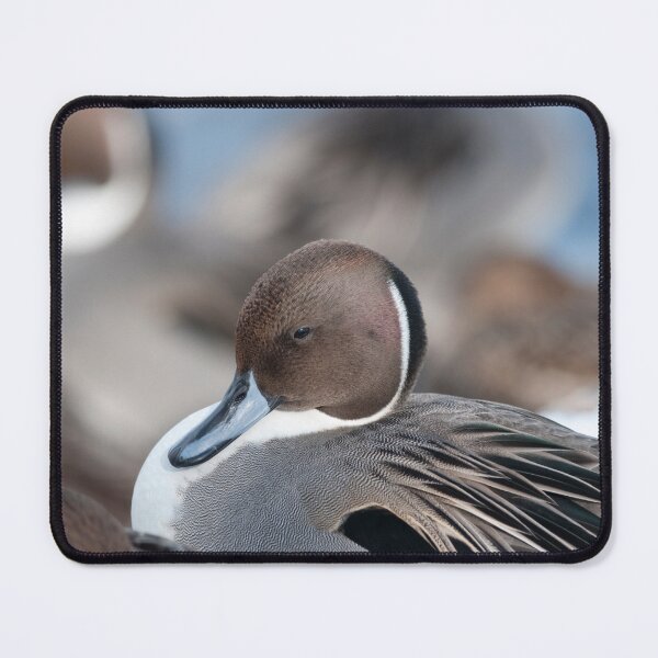 Item preview, Pretty Pintails designed and sold by RussJenkins.
