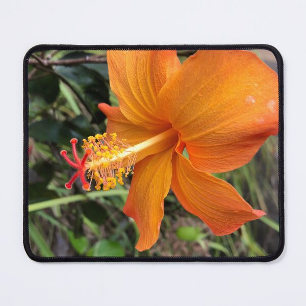 Item preview, Native Hawaiian hibiscus designed and sold by longduckdong02.