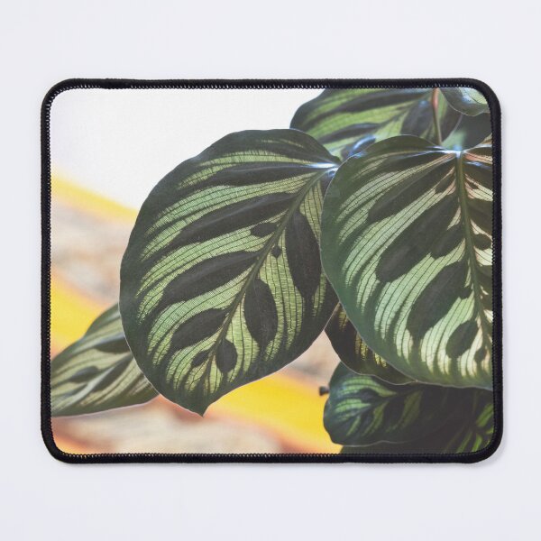 Item preview, Peacock Plant - Calathea Makoyana Beautiful Leaves designed and sold by CarolinaReina.