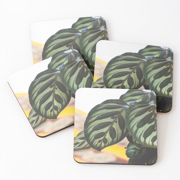 Item preview, Peacock Plant - Calathea Makoyana Beautiful Leaves designed and sold by CarolinaReina.