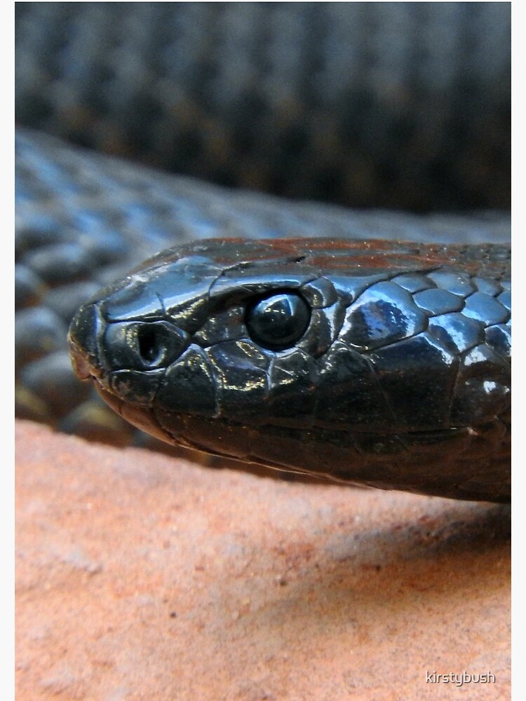 taipan country