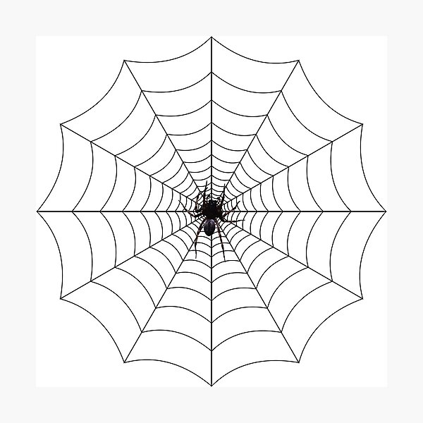 Spider web, spider, web, паутина, web, cobweb, net, tissue, spider's web, spinner, caterpillar Photographic Print