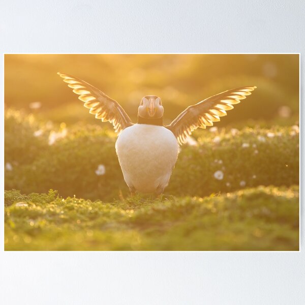 Item preview, Skomer sunrise designed and sold by Kay Roxby.