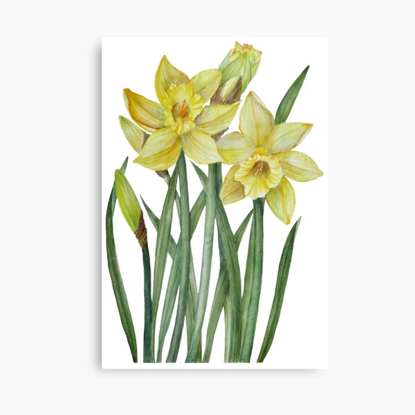 Item preview, Watercolour Daffodils Botanical Illustration designed and sold by Farida Greenfield.