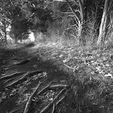 Artwork thumbnail, Tree Roots by Artist Dapixara