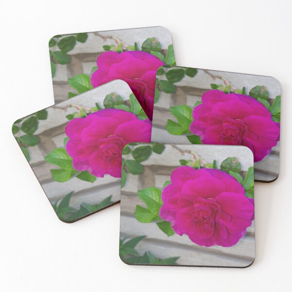 Item preview, Pink Rose in bloom  designed and sold by PhotosByJG.