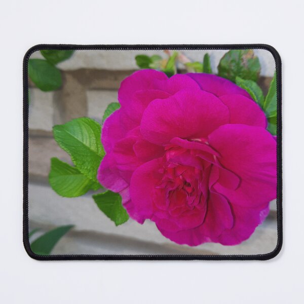 Item preview, Pink Rose in bloom  designed and sold by PhotosByJG.