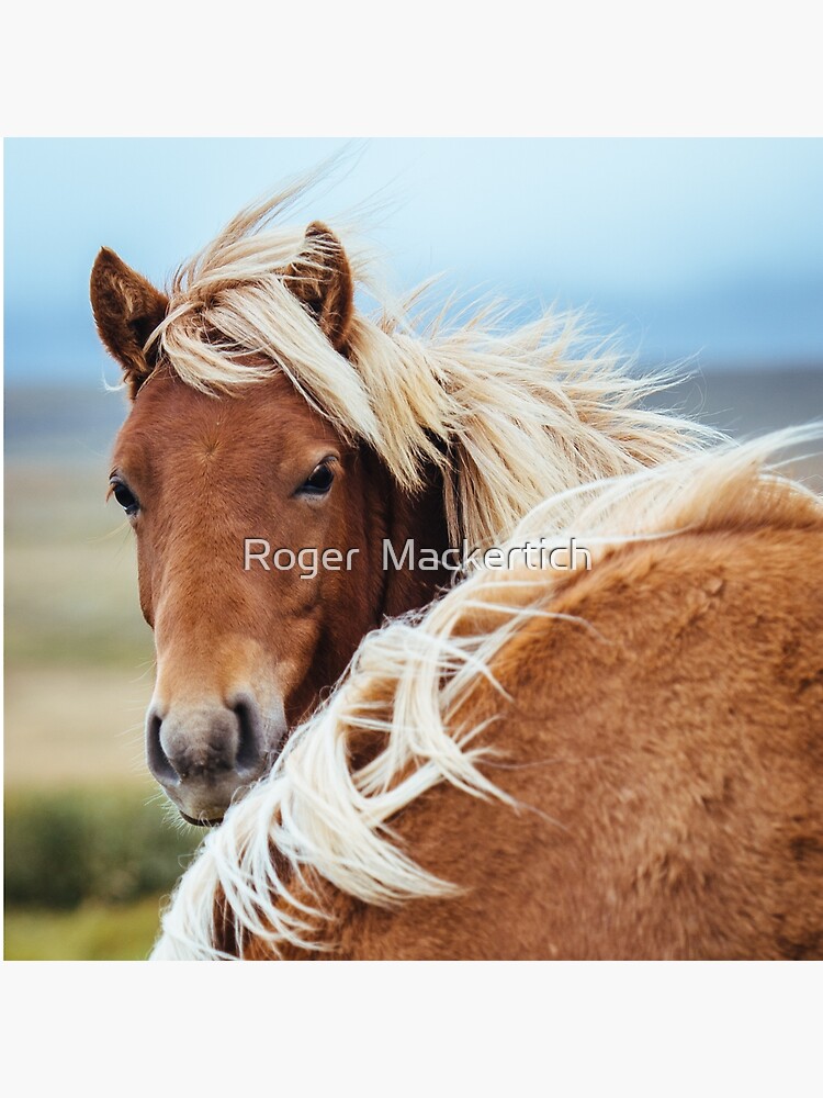 The stunning Icelandic Pony. by didgemack