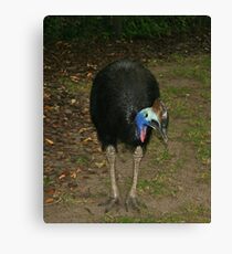 Helmeted Cassowary Canvas Print