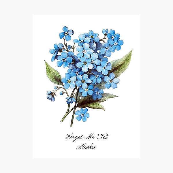 Item preview, Alaska State Flower-Forget-Me-Not designed and sold by Counterbalance Dzigns.